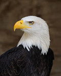 https://en.wikipedia.org/wiki/Bald_eagle
