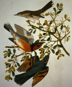 Mountain Mocking Bird and Varied Thrush from The Birds of America by John James Audubon 1827-1838, Elephant Folio, Vol. IV, Pl. 369 From: The Library of Congress http://www.loc.gov/pictures/item/2002718985/