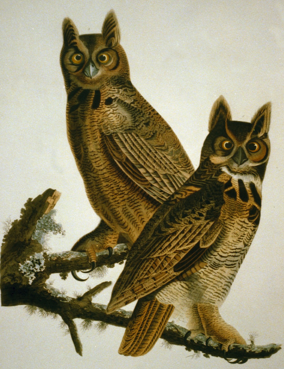 Great Horned Owl Library of Congress http://www.loc.gov/pictures/item/2002718993/