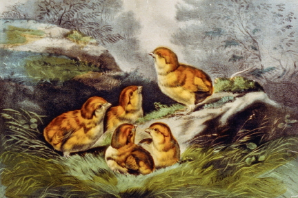 The infant brood by Currier and Ives, post Civil War. http://www.loc.gov/pictures/item/2002699708/