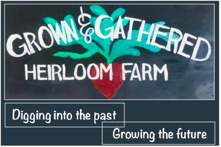 Grown and Gathered Heirloom Farm; digging into the past, growing the future