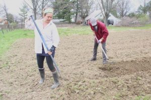 Noelle planting potatoes assisted by Basil.