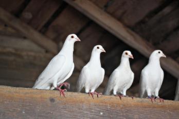 Speech bubbles added to photo from: http://www.livingthecountrylife.com/animals/chickens-poultry/how-raise-homing-pigeons/