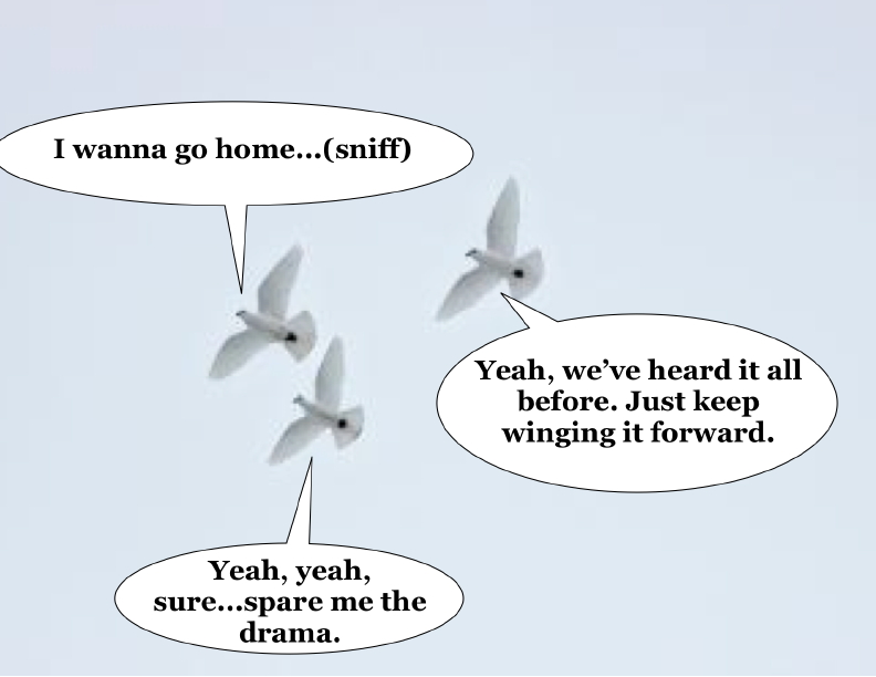 Speech bubbles added to photo from: http://www.livingthecountrylife.com/animals/chickens-poultry/how-raise-homing-pigeons/