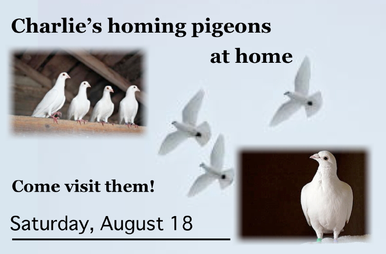 Visit Charlie and his pigeons on Saturday, August 18 at 10:00 am.